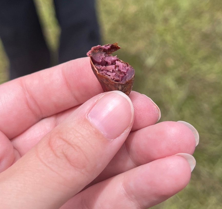 Bit into cacao nib.jpg
